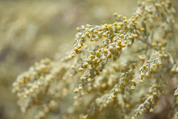 Flora Gran Canaria-Artemisia thuscula — Stock fotografie